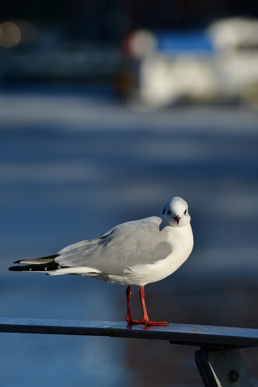 2026-01-08 Brandenburg an der Havel/Stadt/DSC_2244.JPG